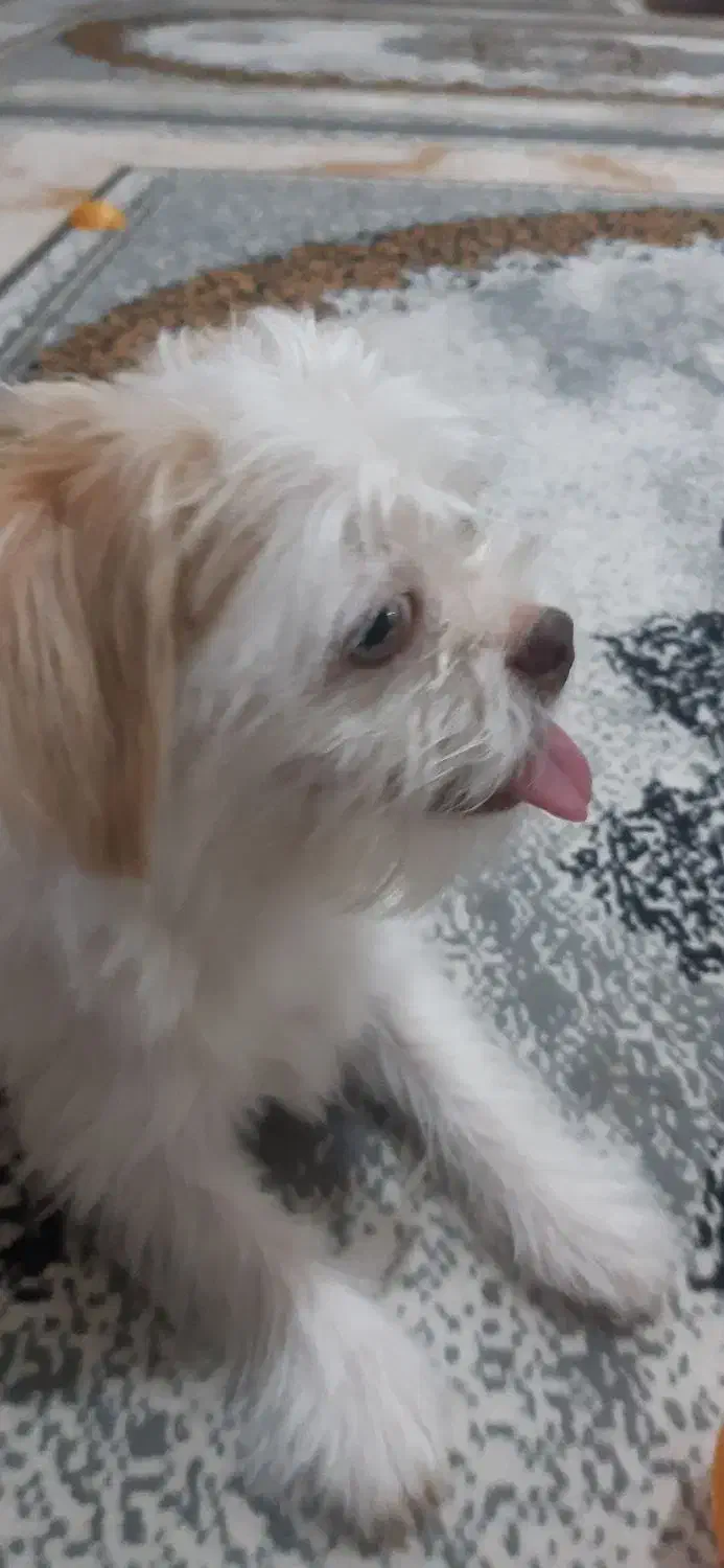 سگ شیتزو شناسنامه دار|سگ|قزوین, |دیوار