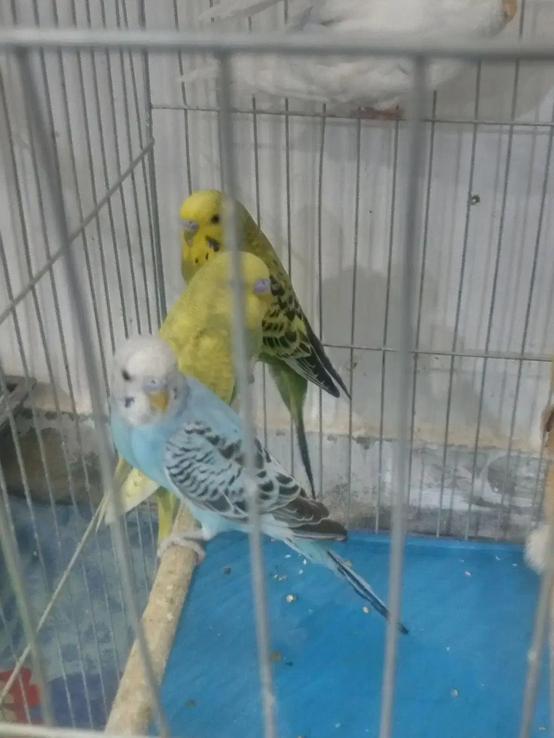 دو جفت مرغ عشق مولد|پرنده|بومهن, |دیوار