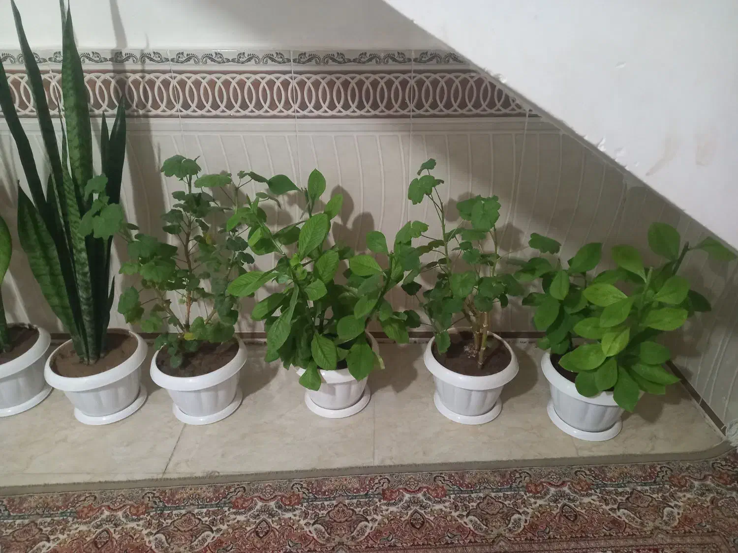 گل طبیعی|گل و گیاه طبیعی|اهر, |دیوار