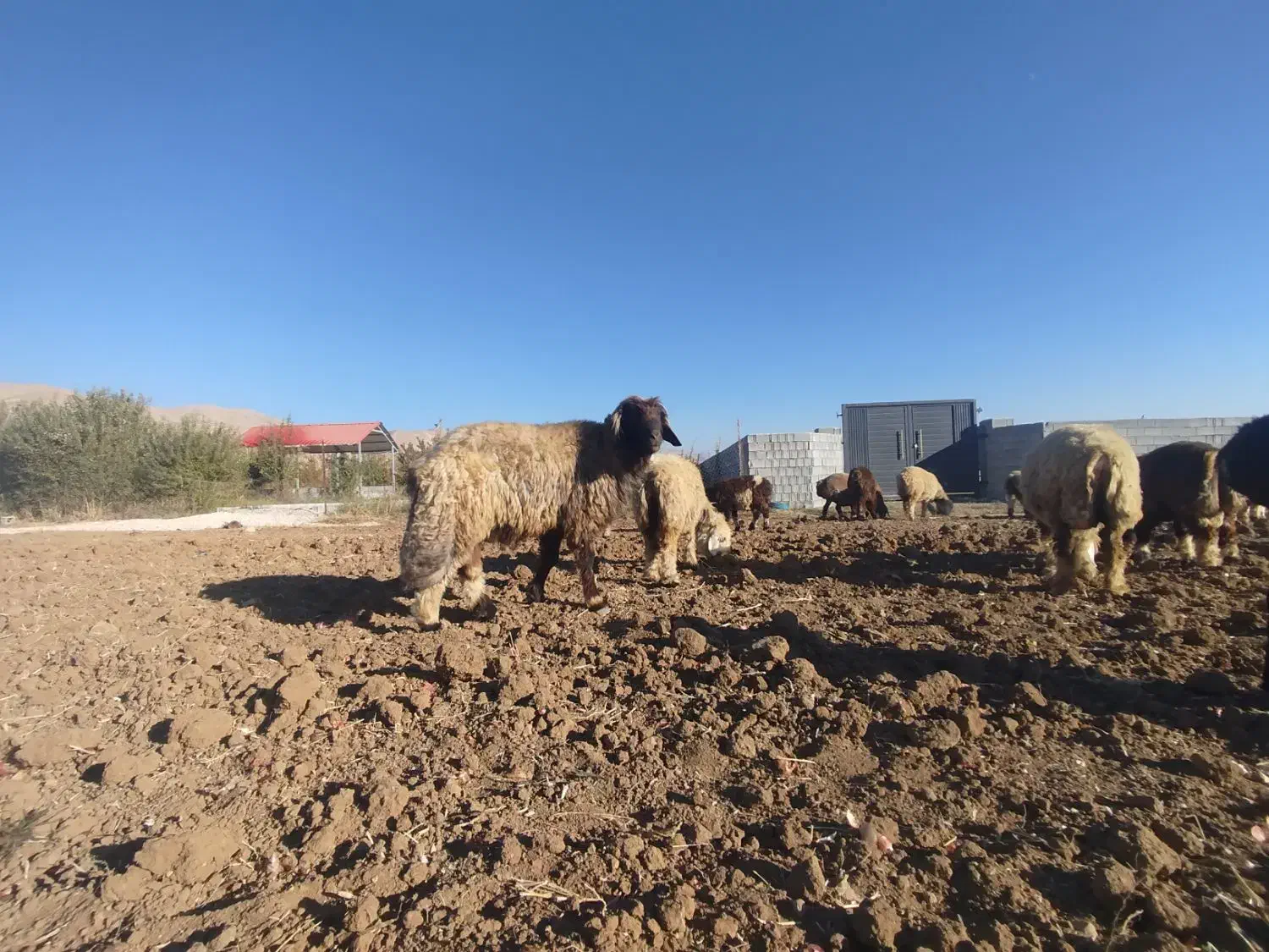 قوچ بختیاری|حیوانات مزرعه|یاسوج, |دیوار