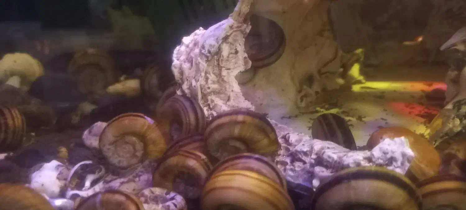 مولی گوپی حلزون|ماهی|پرند, فاز ۵|دیوار