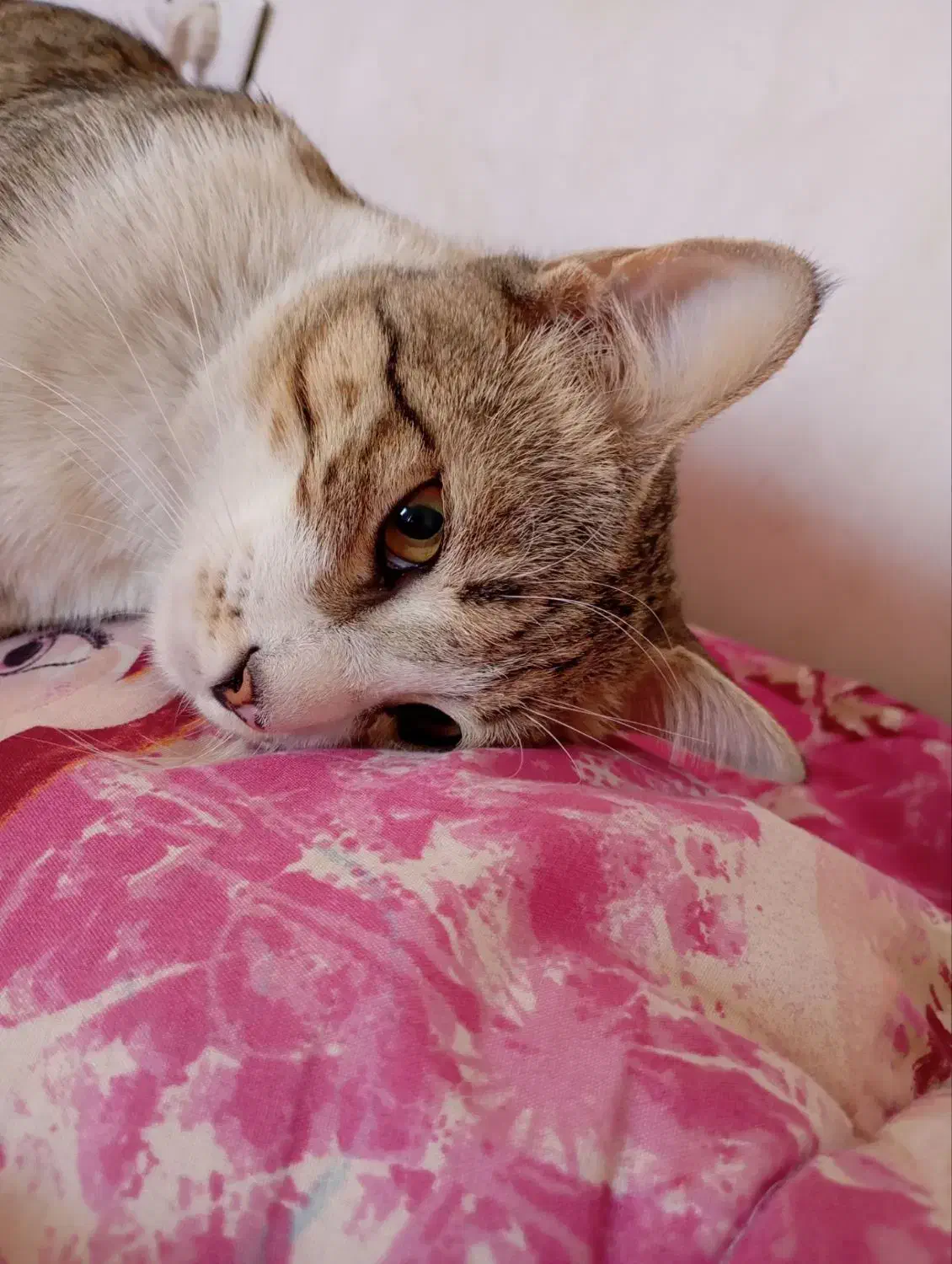 واگذاری بچه گربه|گربه|اراک, |دیوار