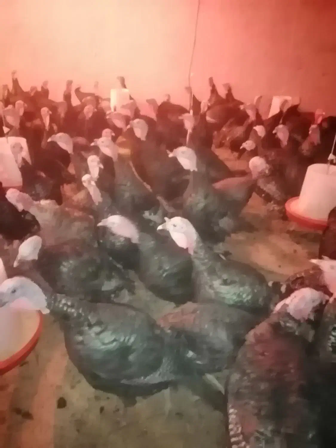 بوقلمون نر برنز اصل|حیوانات مزرعه|سقز, |دیوار