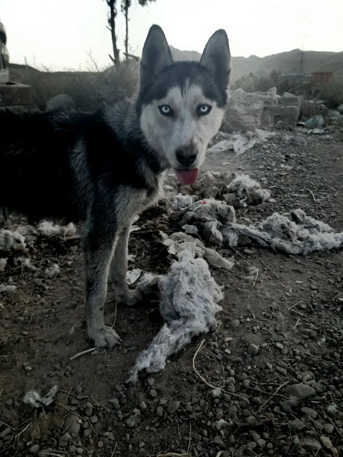 هاسگی ماده|سگ|رضویه, |دیوار