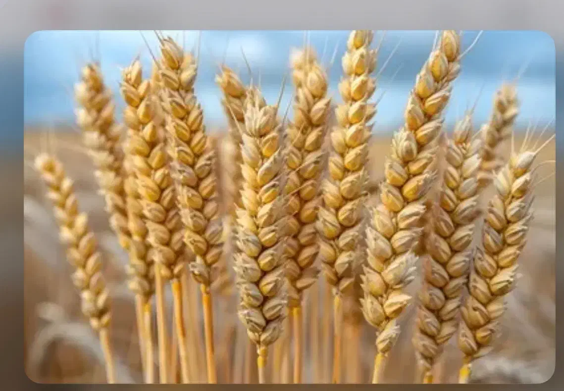 فروش گندم بوجاری شده|عمده‌فروشی|الیگودرز, |دیوار