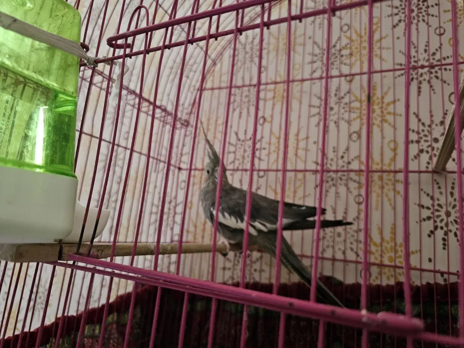 عروس هلندی دستی|پرنده|خورموج, |دیوار