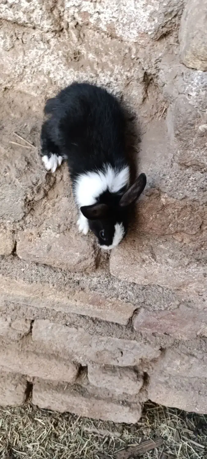 خرگوش بزرگ و کوچک|موش و خرگوش|بم, |دیوار