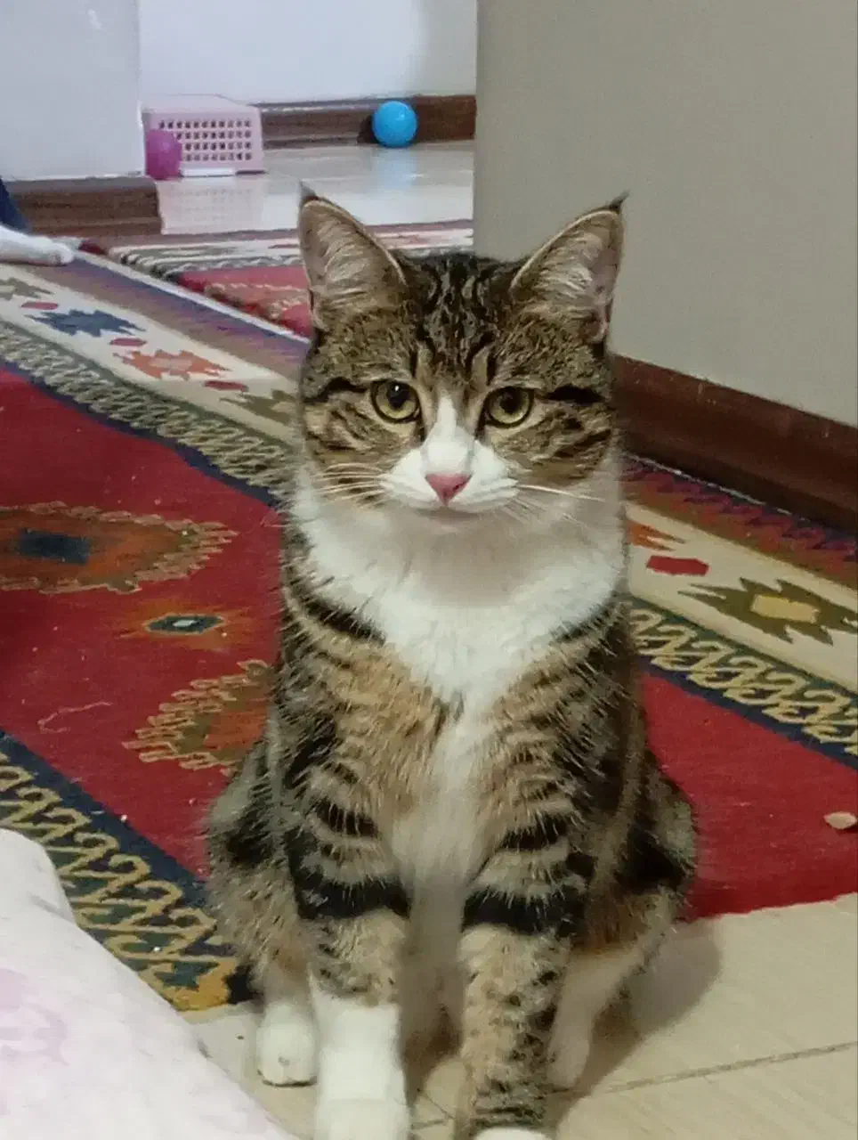 واگذاری گربه بالغ|گربه|یزد, |دیوار