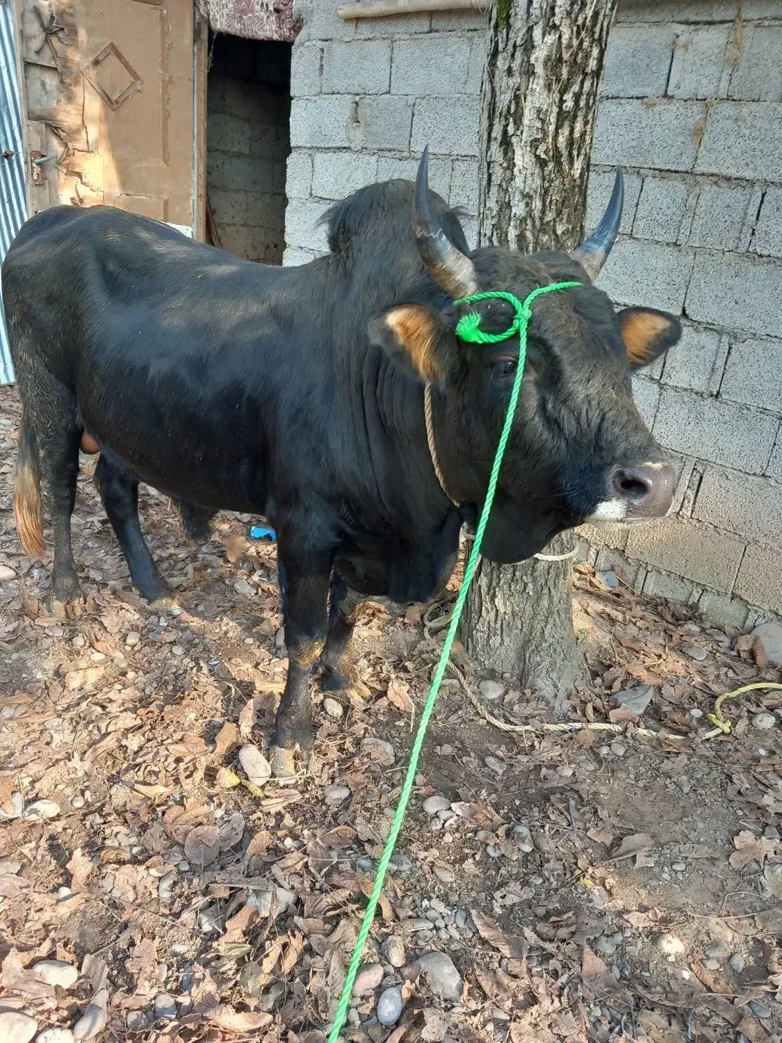 ورزا گاو|حیوانات مزرعه|سنگر, |دیوار