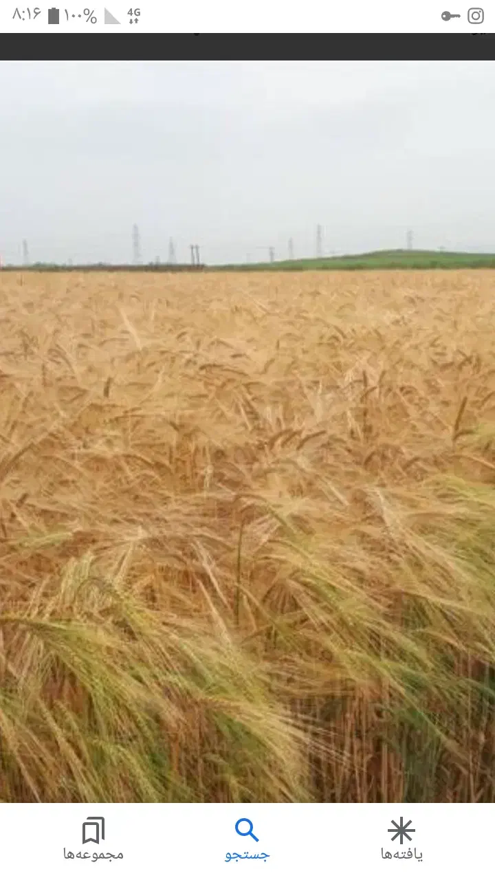اجاره .زمین کشاورزی.روستای سیاهول|اجارهٔ دفتر صنعتی، کشاورزی، تجاری|دورود, |دیوار
