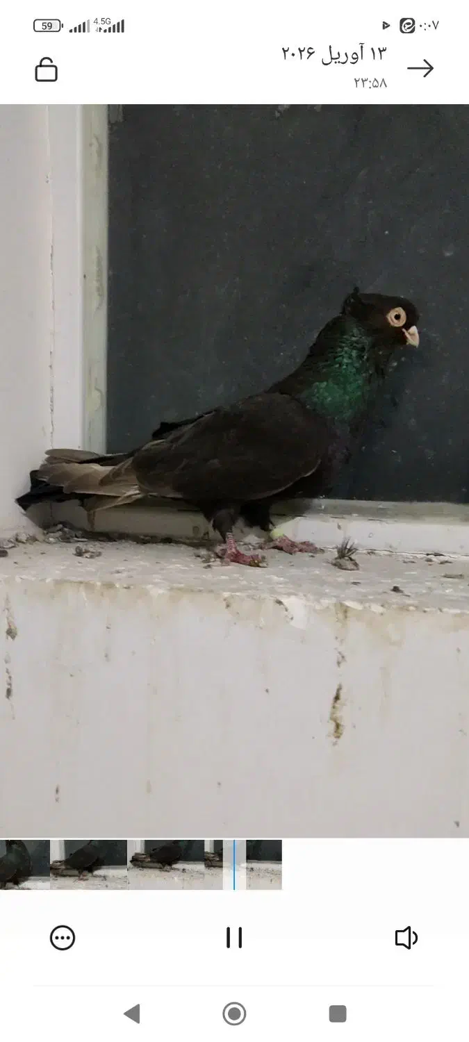 صرب|پرنده|مبارکه, |دیوار