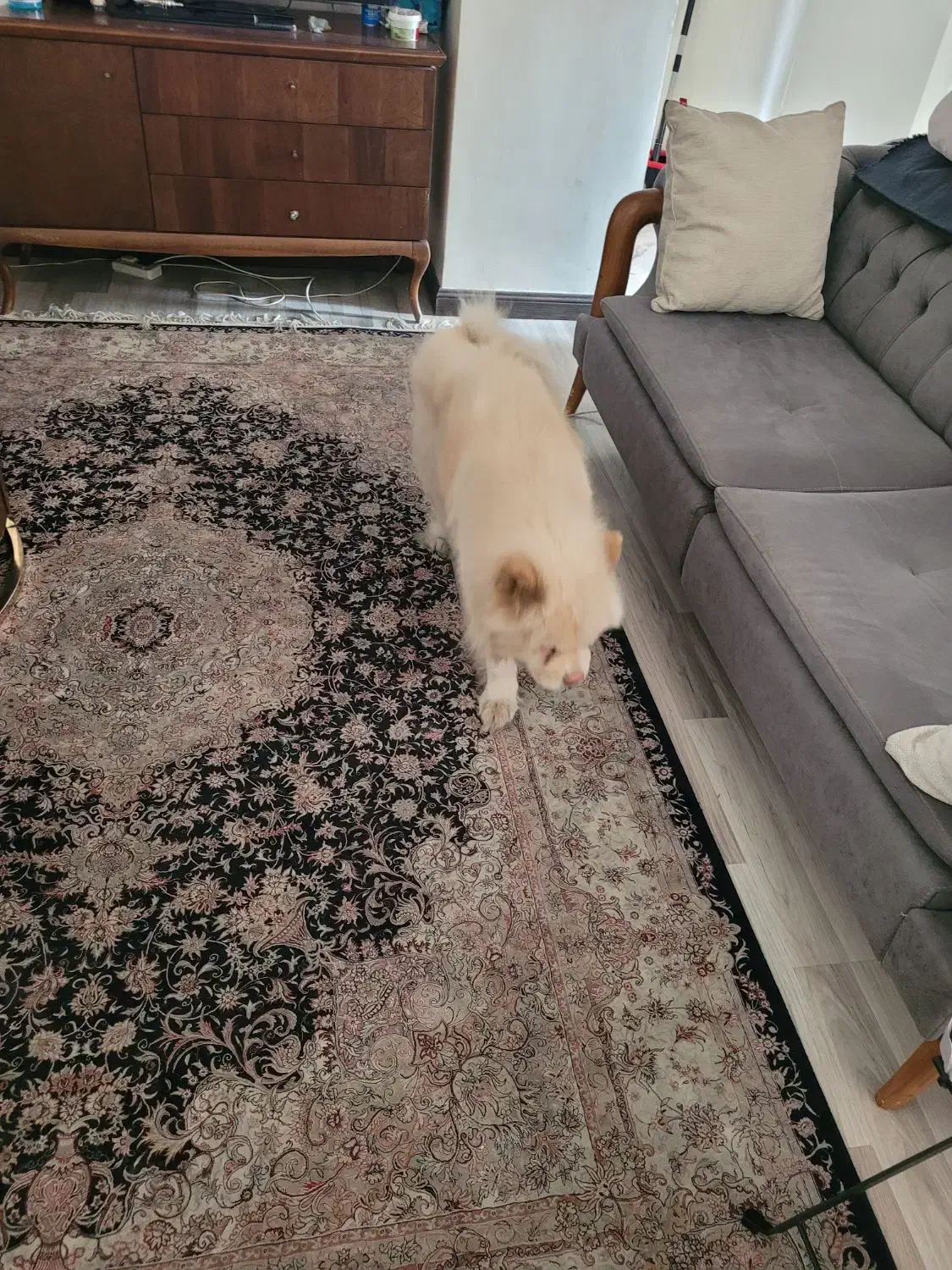 سگ چاو چاو نر زبان بنفش اوکراینی|سگ|تهران, شهرک نفت|دیوار