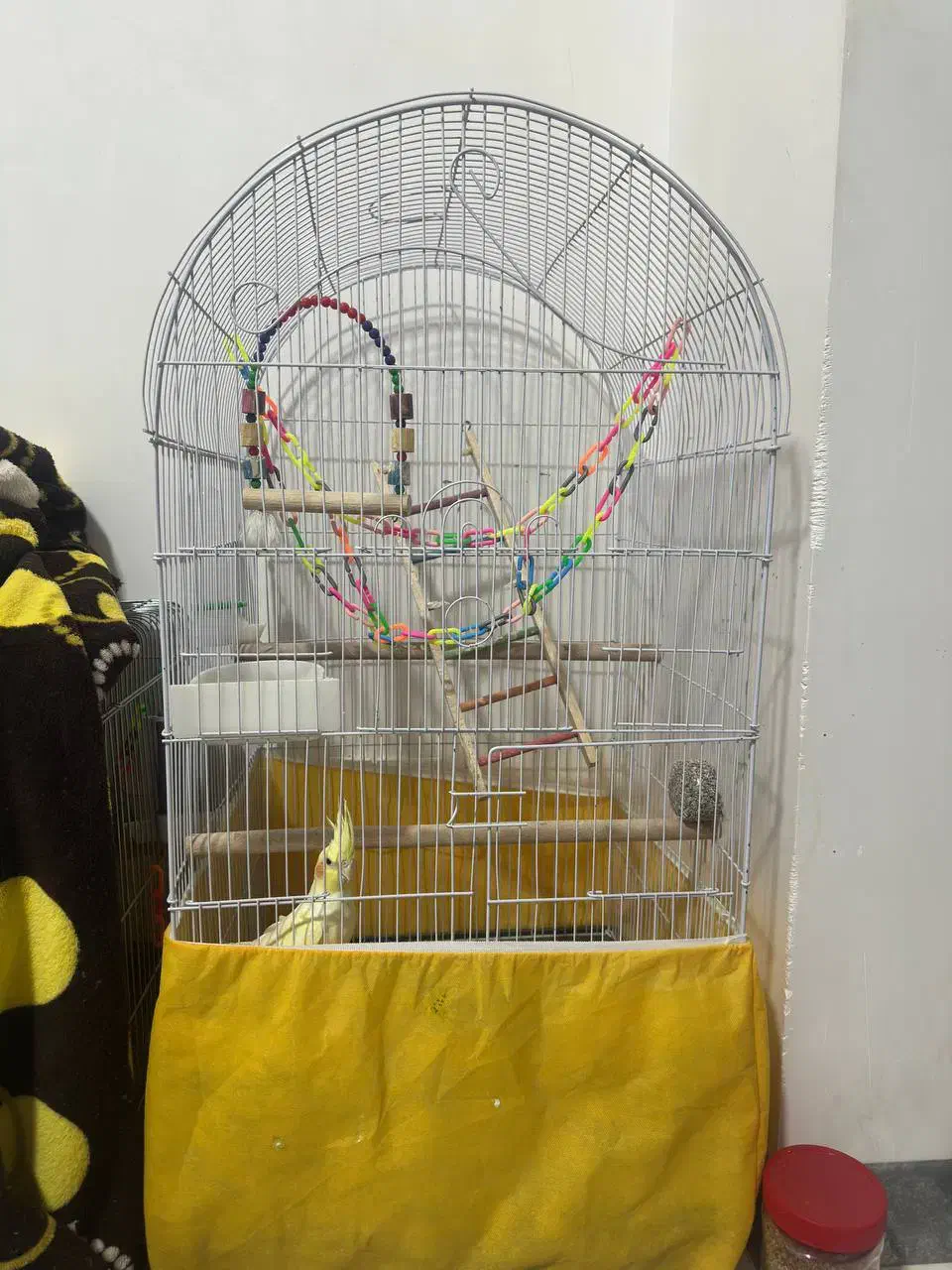 عروس هلندی|پرنده|جوانرود, |دیوار