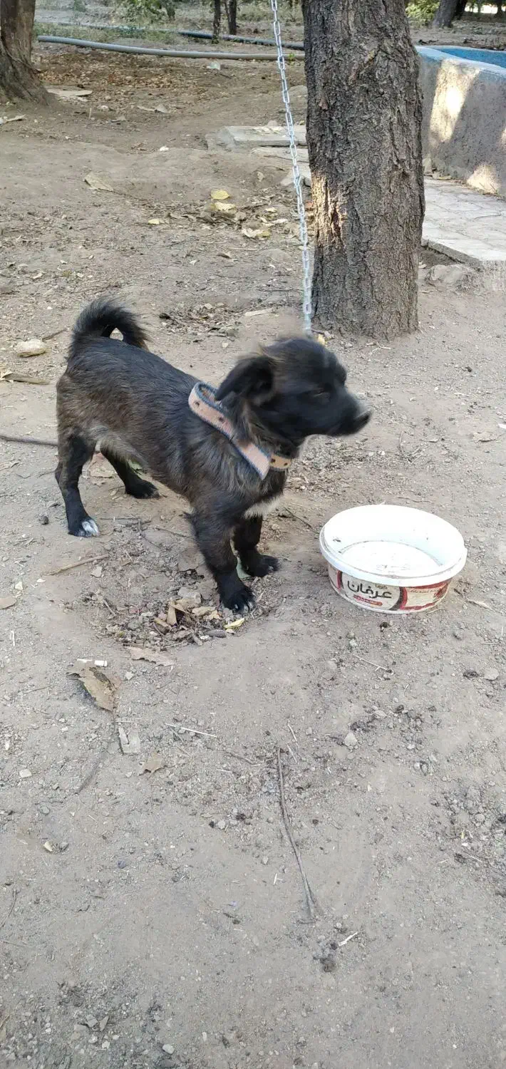 سگ پامرا|سگ|تویسرکان, |دیوار