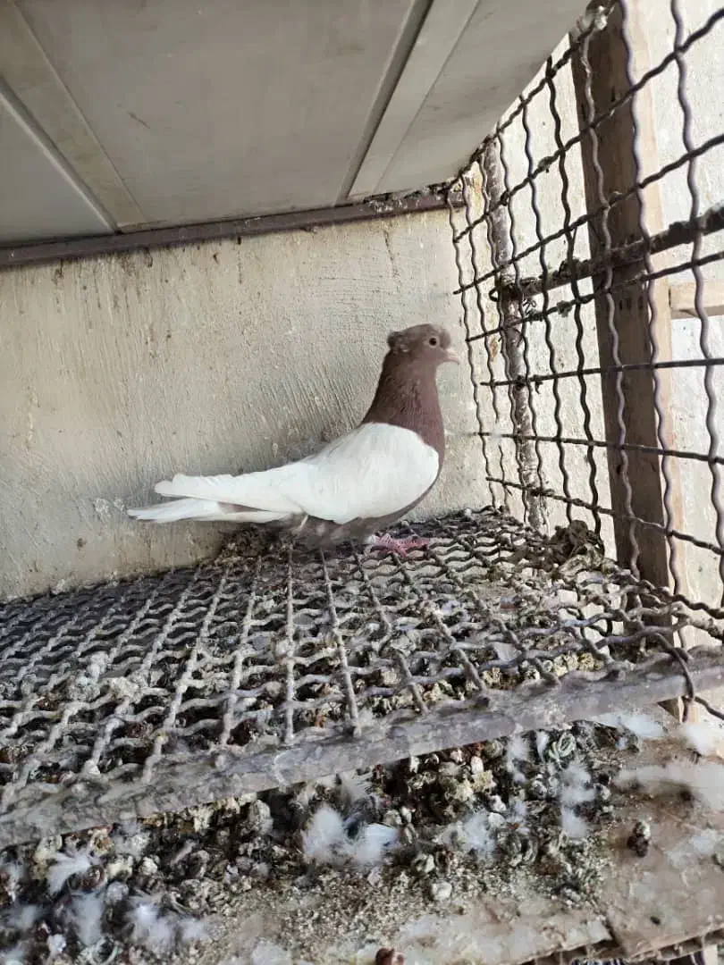 سینه ای پاک|پرنده|دهلران, |دیوار