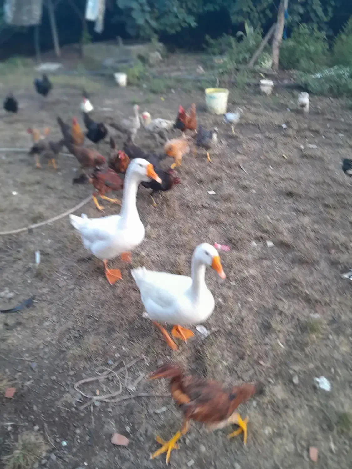 قو غاز مرغ و خروس لاری و ساده قدیمی و اردک اسی|حیوانات مزرعه|لوندویل, |دیوار