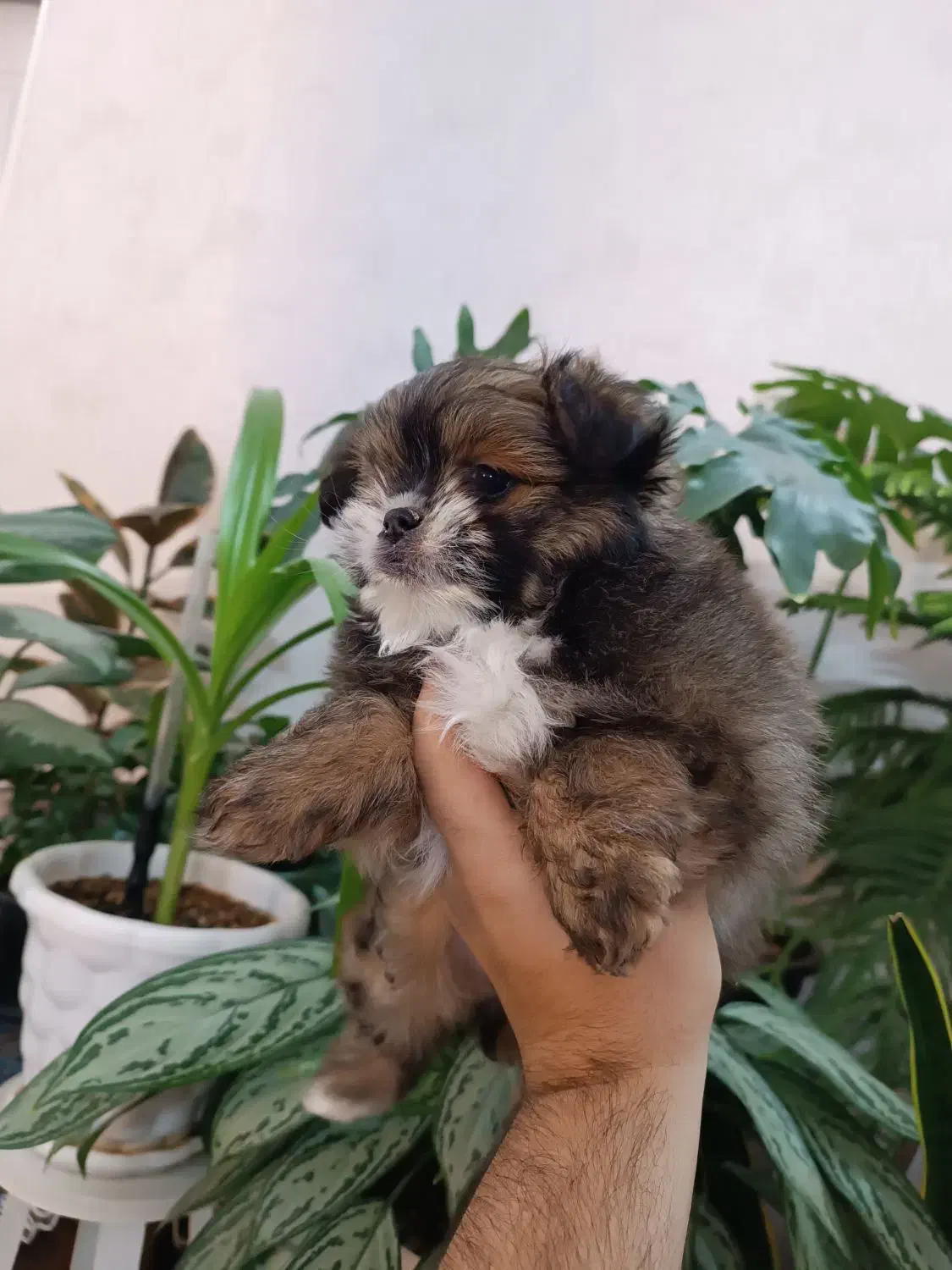 پامرانین|سگ|مشهد, کوی دروی|دیوار