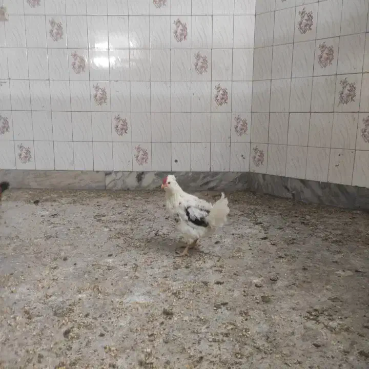 گلین|حیوانات مزرعه|تهران, مشیریه|دیوار