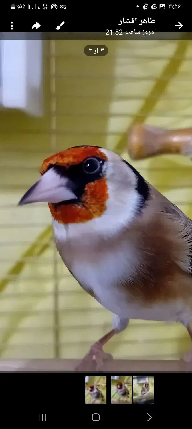 سهره دستی دهندار|پرنده|ابهر, |دیوار