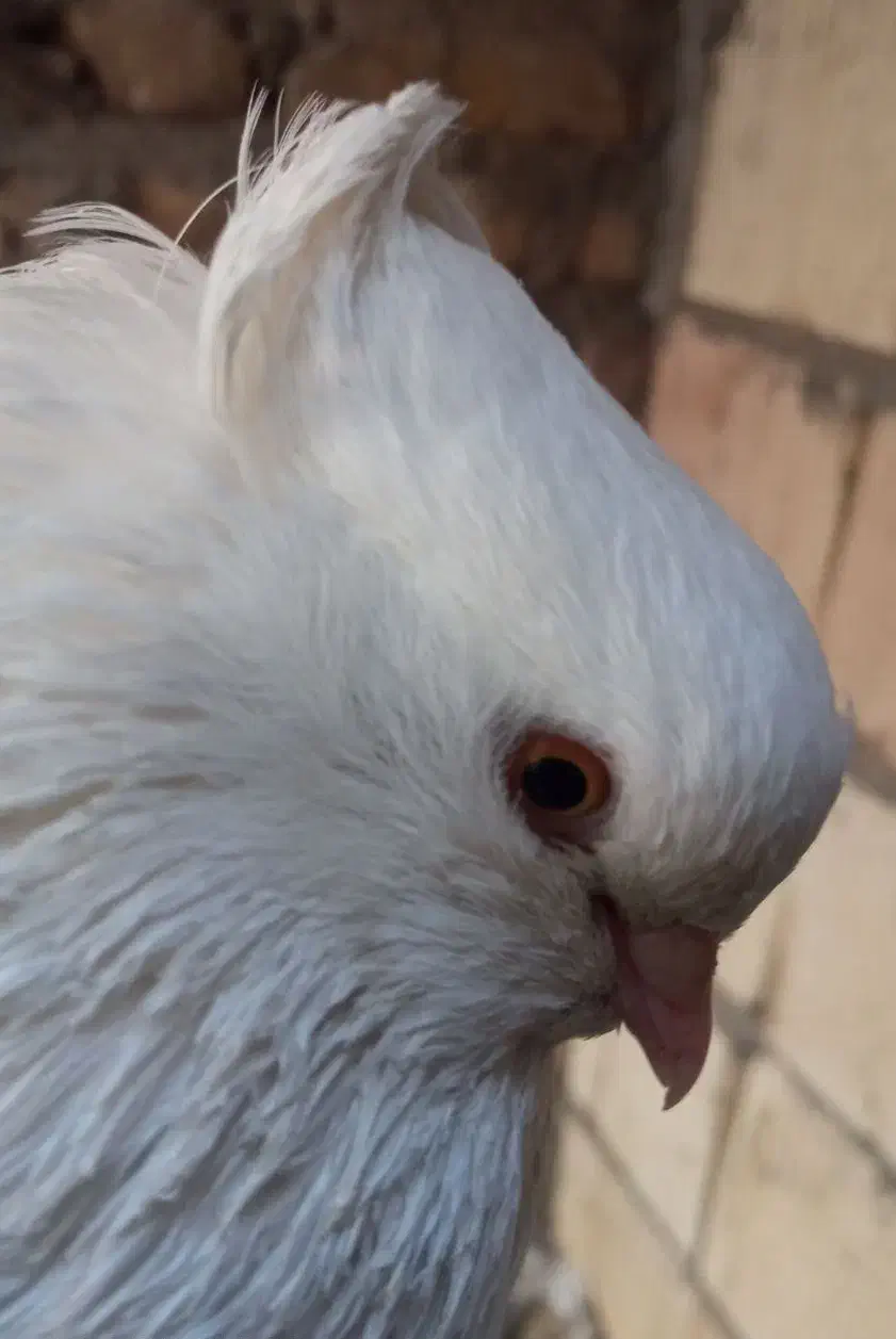 کبوتر نر سفید چشم پرتقالی|پرنده|جیرفت, |دیوار