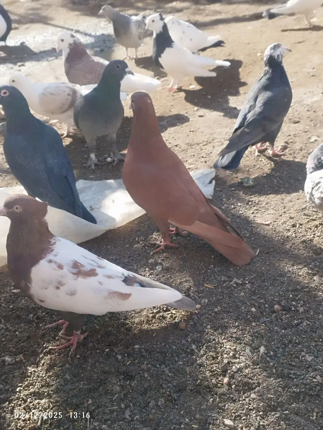 کفتر|پرنده|رفسنجان, |دیوار