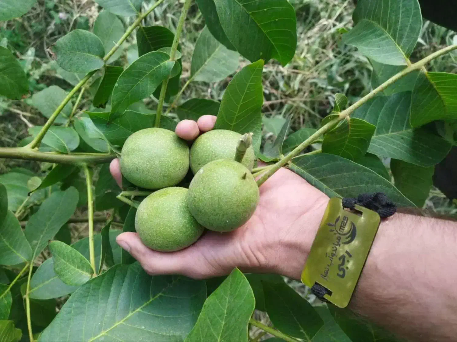 فروش نهال گردو با باردهی از سال اول|خدمات باغبانی و درختکاری|بره‌سر, |دیوار