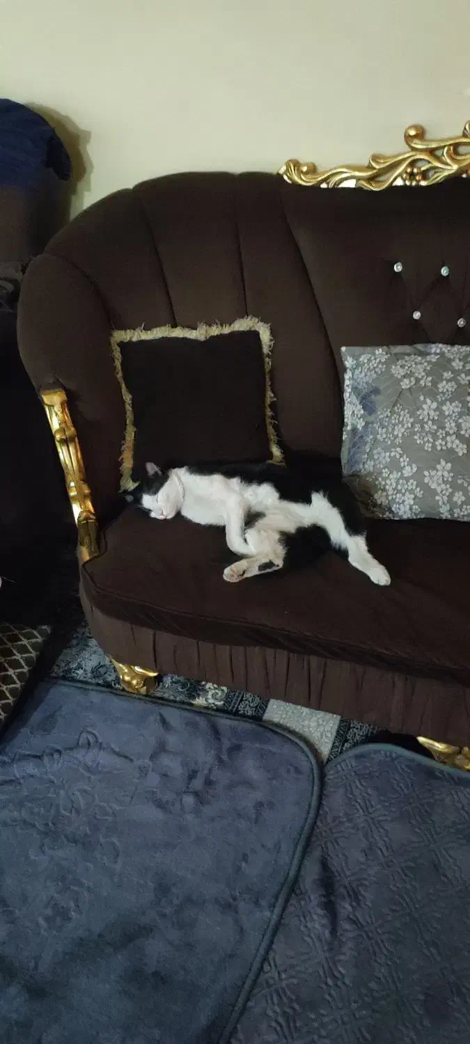 گربه رایگان|گربه|مشهد, پروین اعتصامی|دیوار