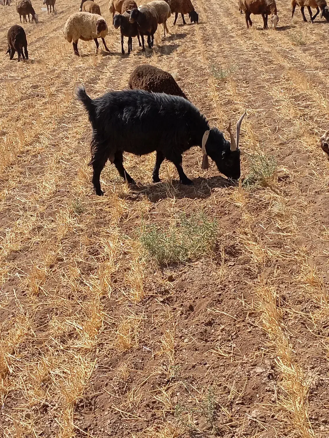 بز شیرازی جفت آبستن|حیوانات مزرعه|تاکستان, |دیوار