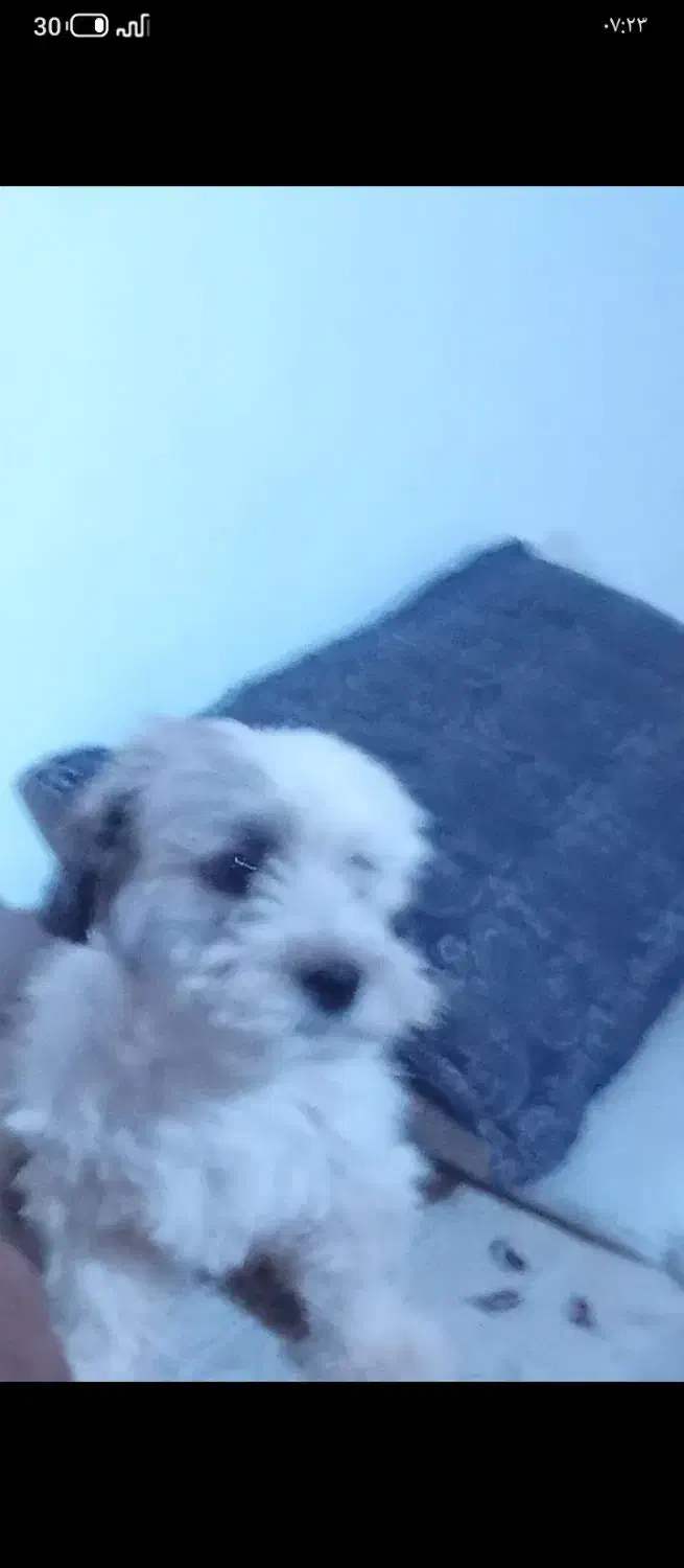 حیوان خانگی نژاد شیتزو .تربیت شده|سگ|قائن, |دیوار