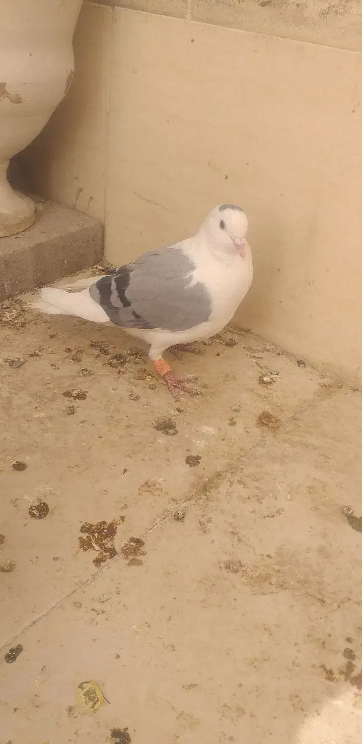 پرنده جفتی|پرنده|گلبهار, شهر جدید گلبهار|دیوار