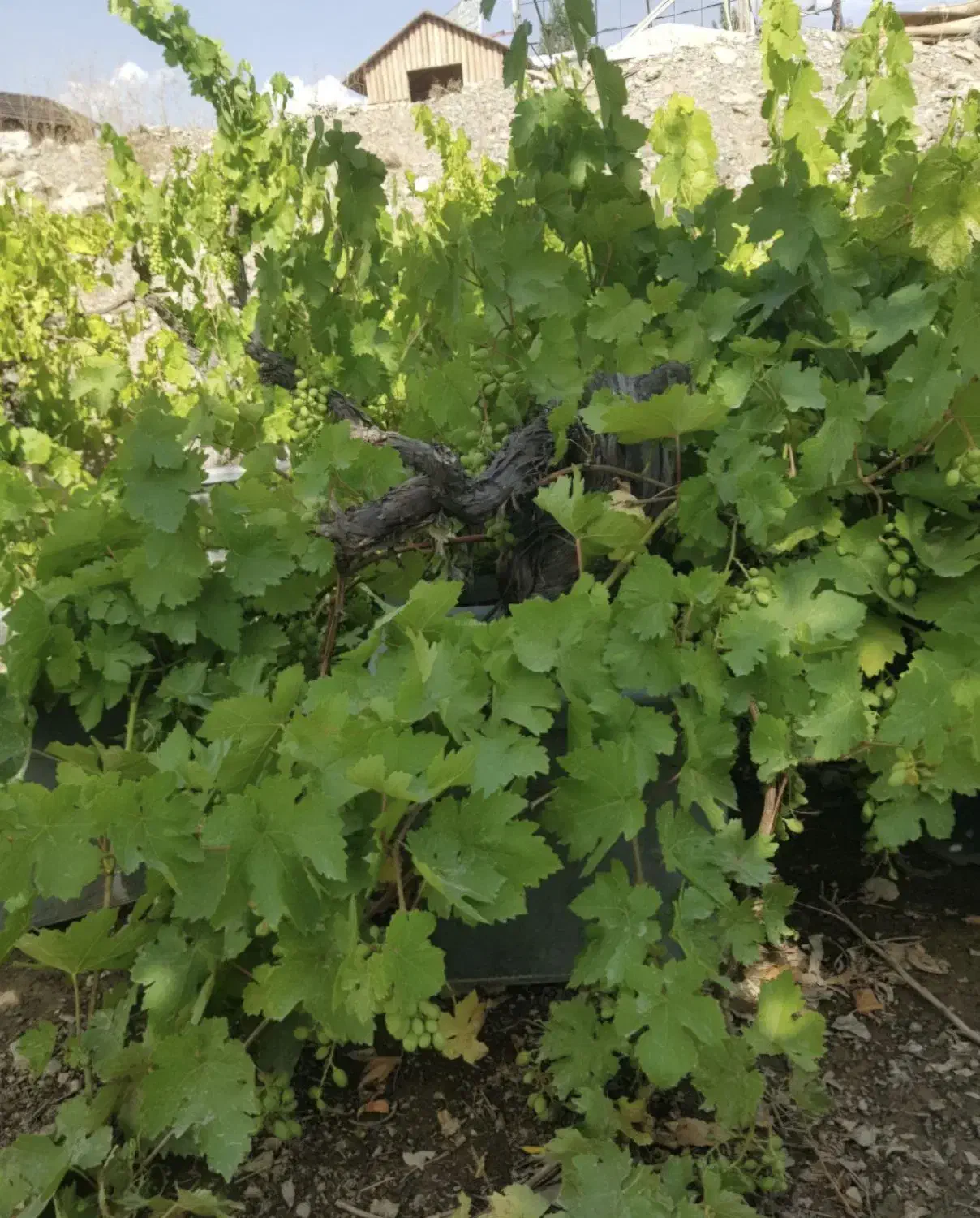 هرس باغ انگور و باغبانی|خدمات باغبانی و درختکاری|بروجرد, |دیوار