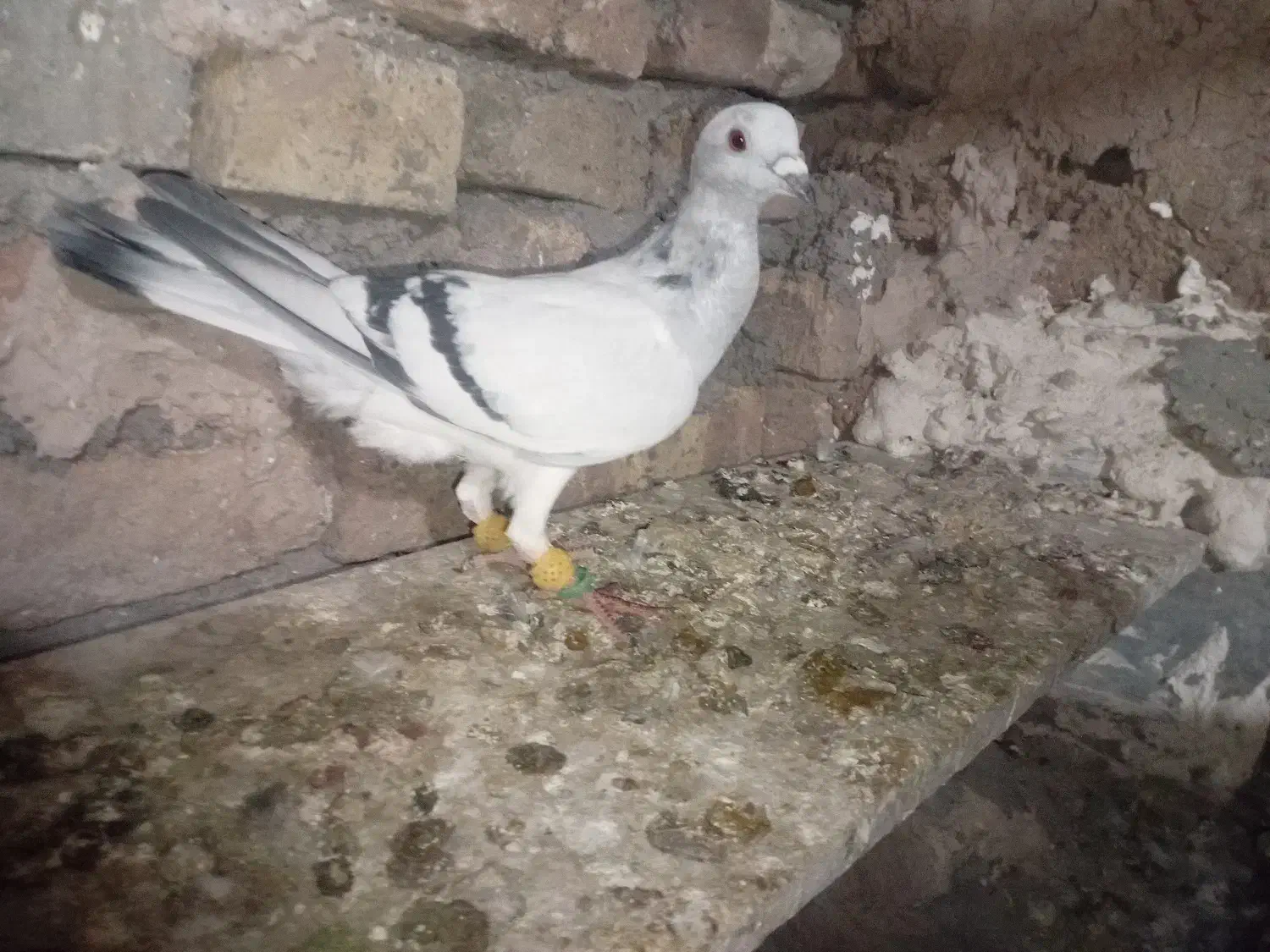 شامی ماده|پرنده|قزوین, |دیوار