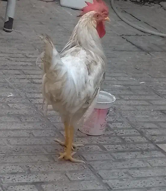 یک عدد خروس و اردک|حیوانات مزرعه|محمدشهر, ولدآباد بزرگ|دیوار