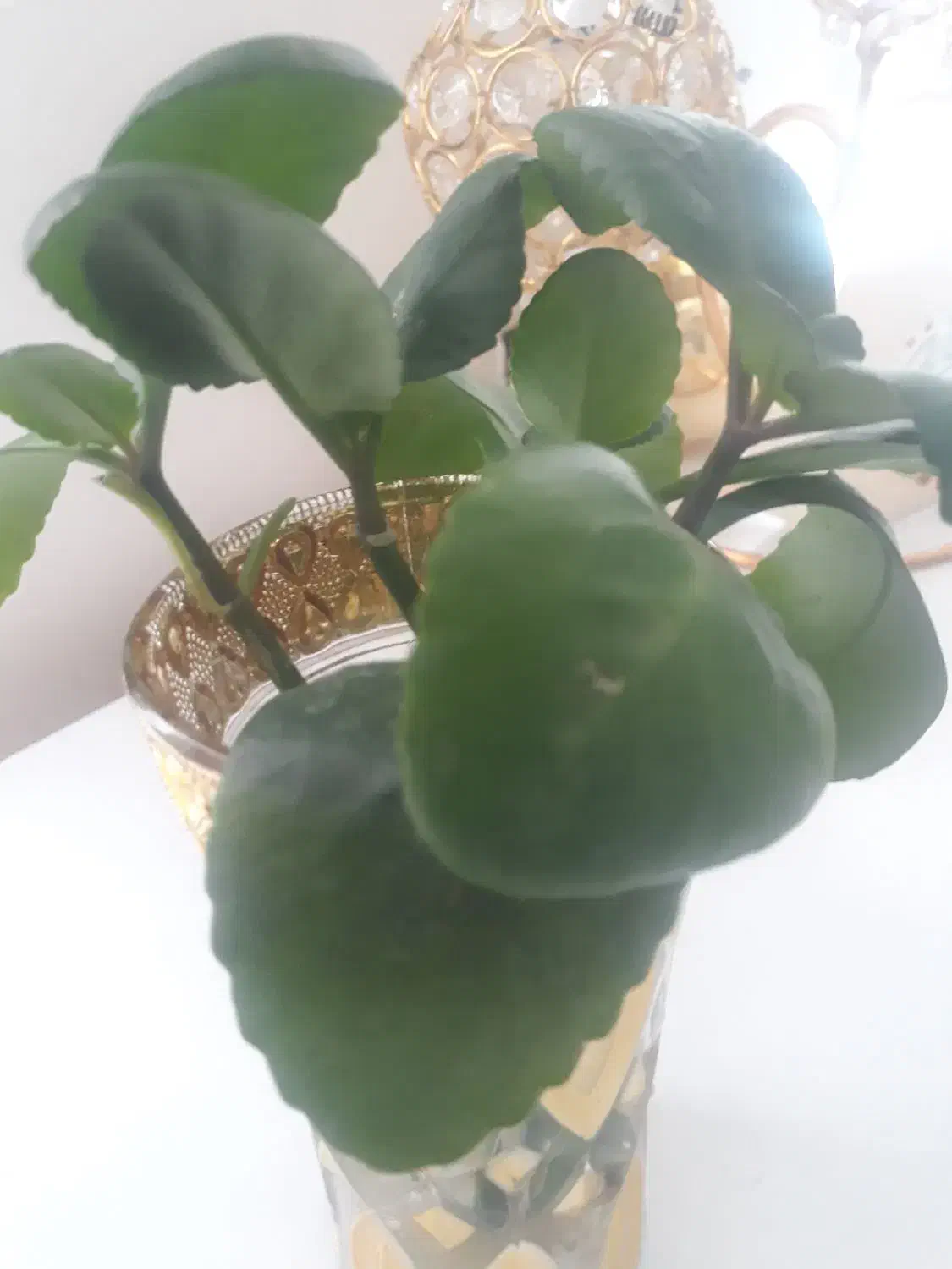 گل گیاه|گل و گیاه طبیعی|گچی, |دیوار