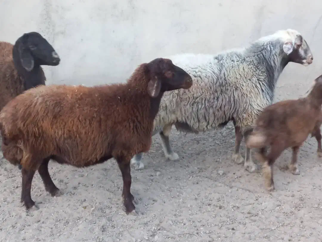 قوچ هترو قوچ سبز|حیوانات مزرعه|اصفهان, قائمیه|دیوار