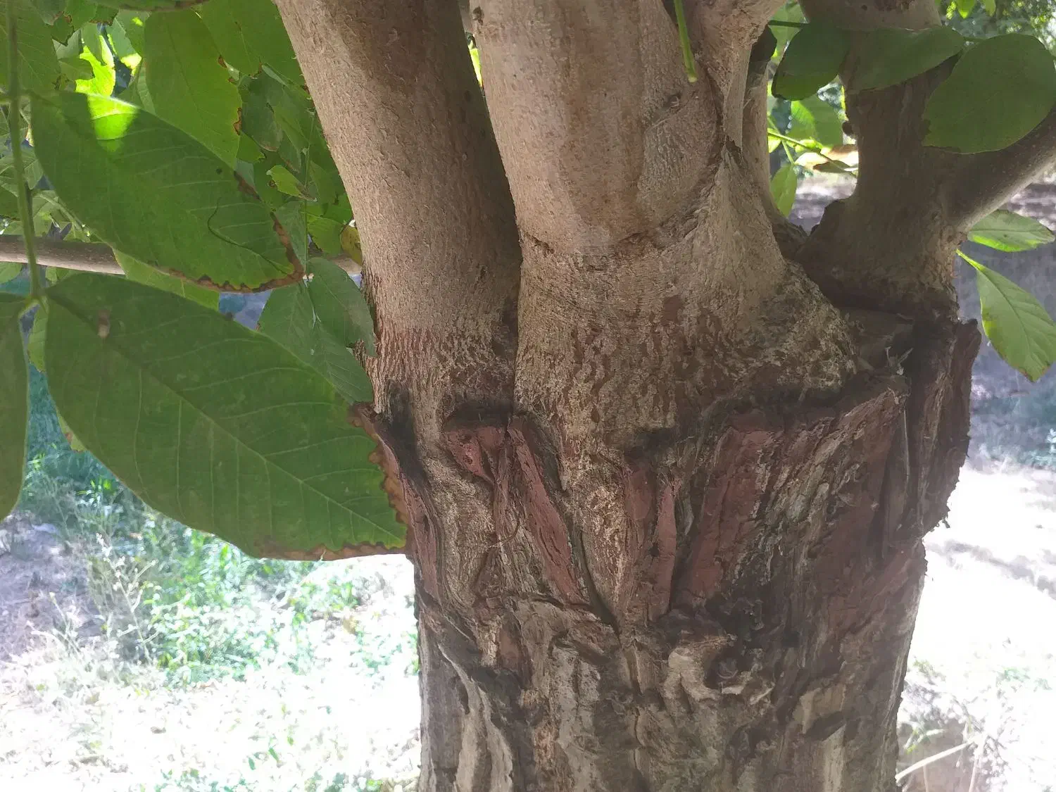 چوب|خدمات پیشه و مهارت|ساوه, |دیوار