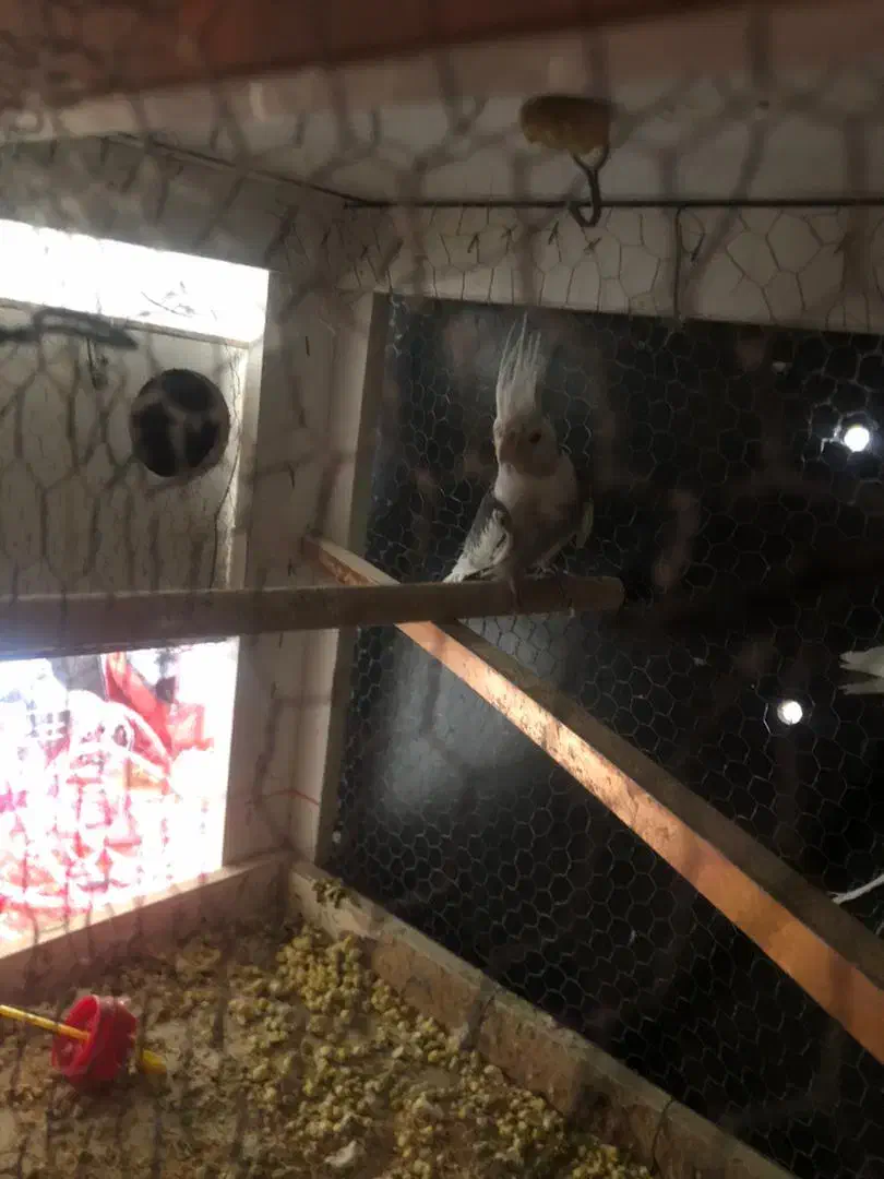 عروس هلندی|پرنده|سراوان, |دیوار