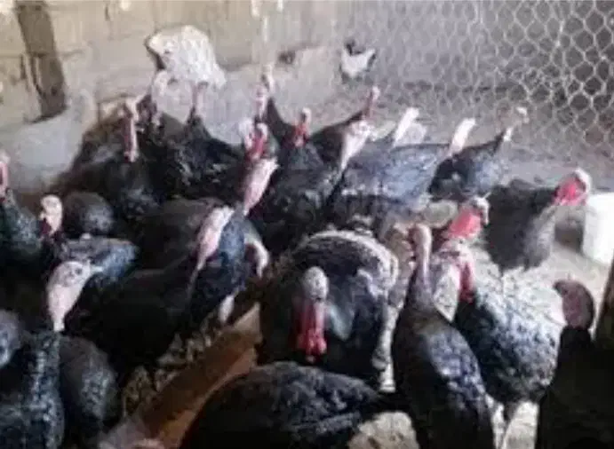 بوقلمون نر|حیوانات مزرعه|گالیکش, |دیوار