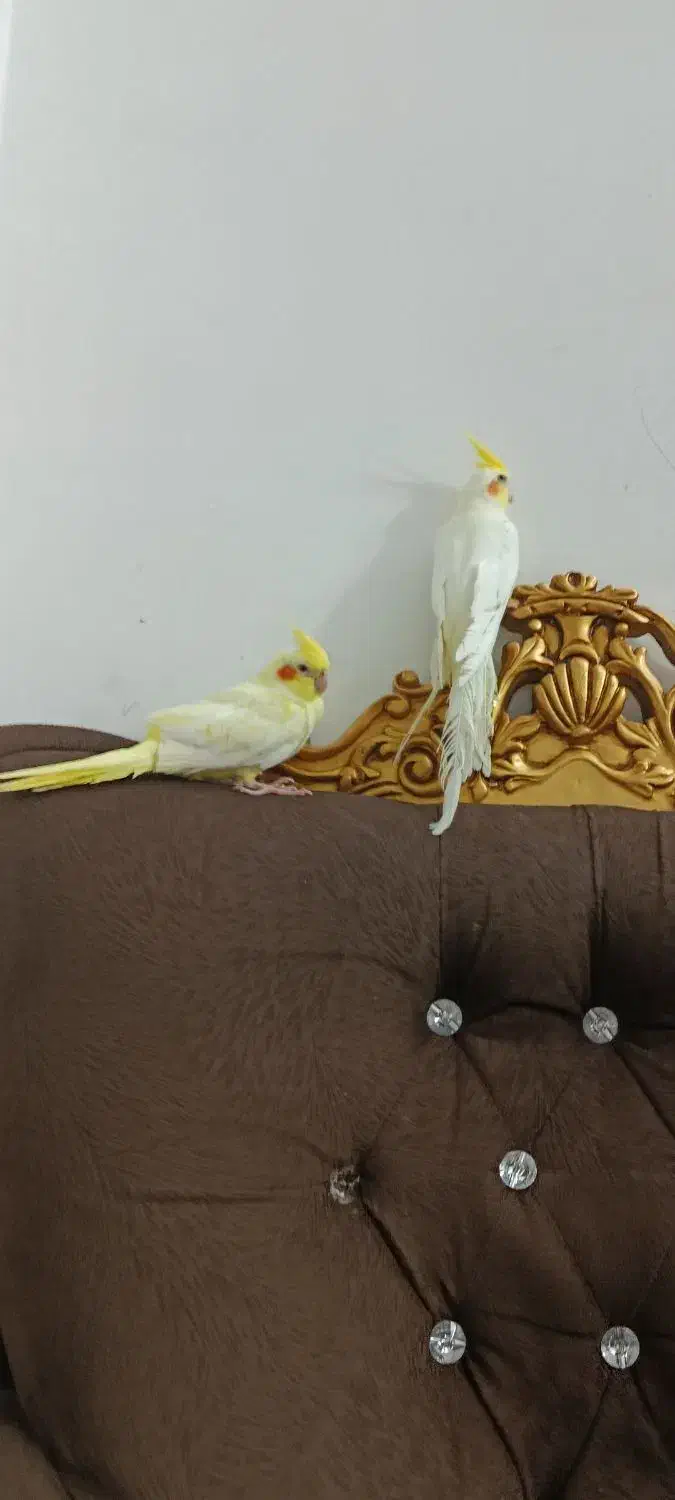 فروش عروس هلندی|پرنده|دامغان, |دیوار