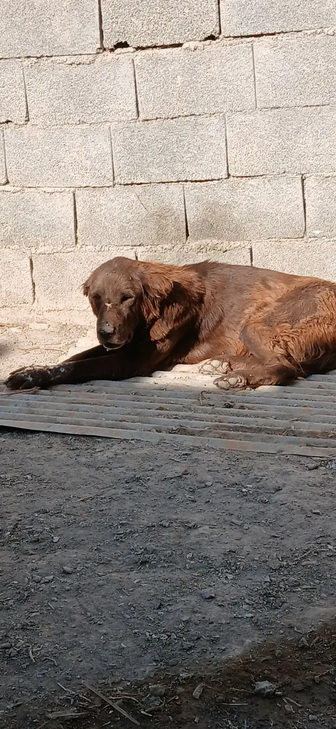 سگ لاس قدرجونی|سگ|اصفهان, بوستان ناژوان|دیوار