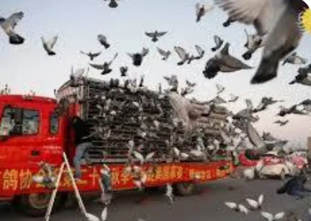 کبوتر|گردهمایی و همایش|شیروان (خراسان), |دیوار