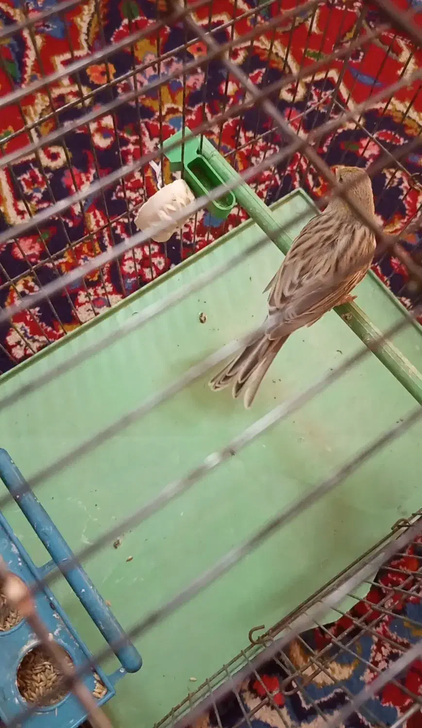 قناری ماده|پرنده|تهران, حافظیه|دیوار