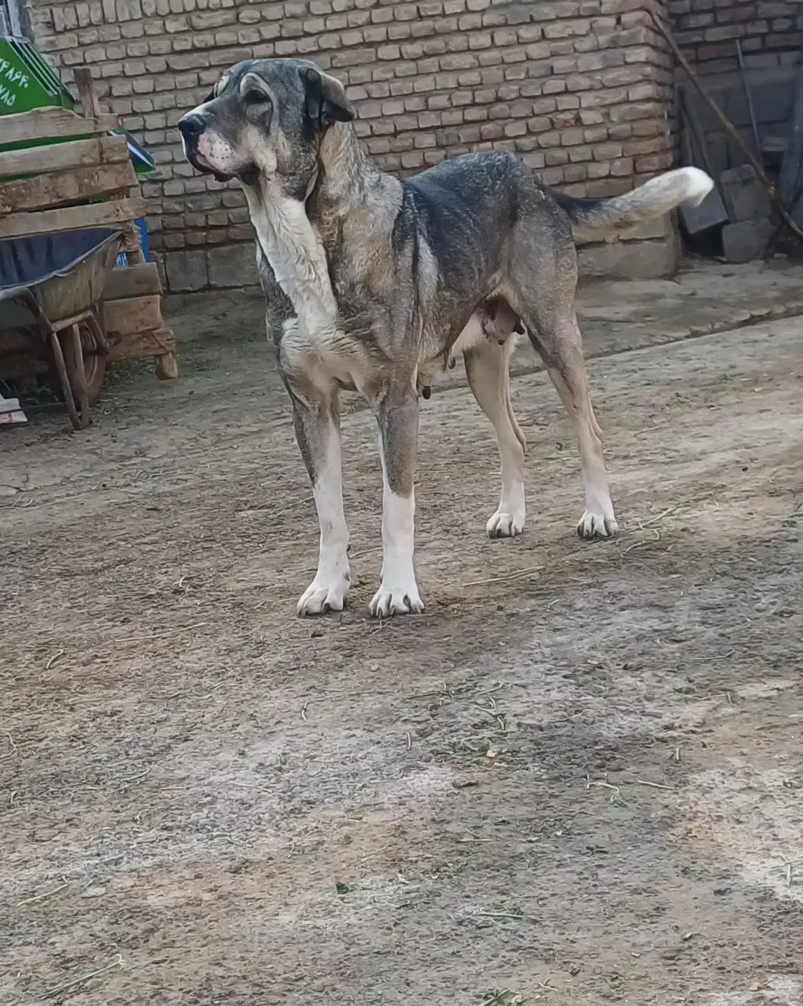 سگ پژدر|سگ|میاندوآب, |دیوار