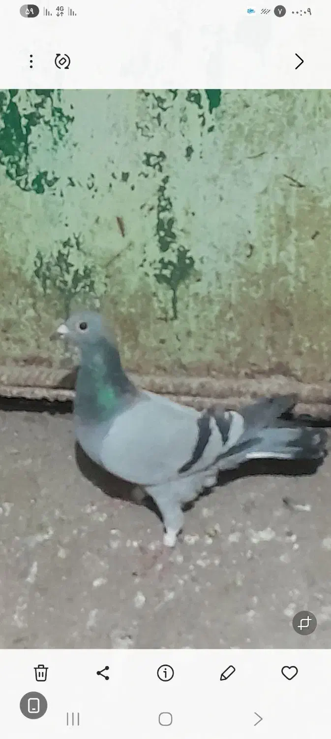 کبوتر|پرنده|خرم‌آباد, |دیوار