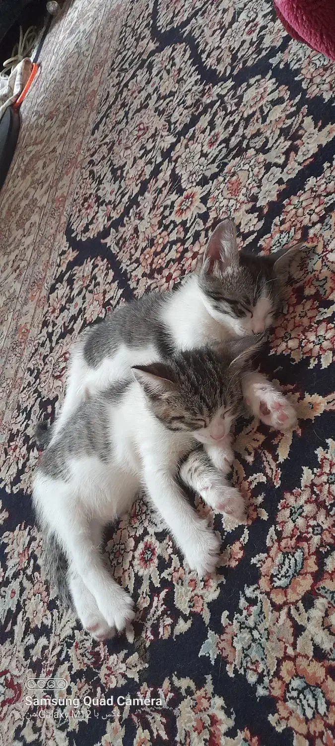 واگذاری دو گربه ملوس خونگی|گربه|لنگرود, |دیوار