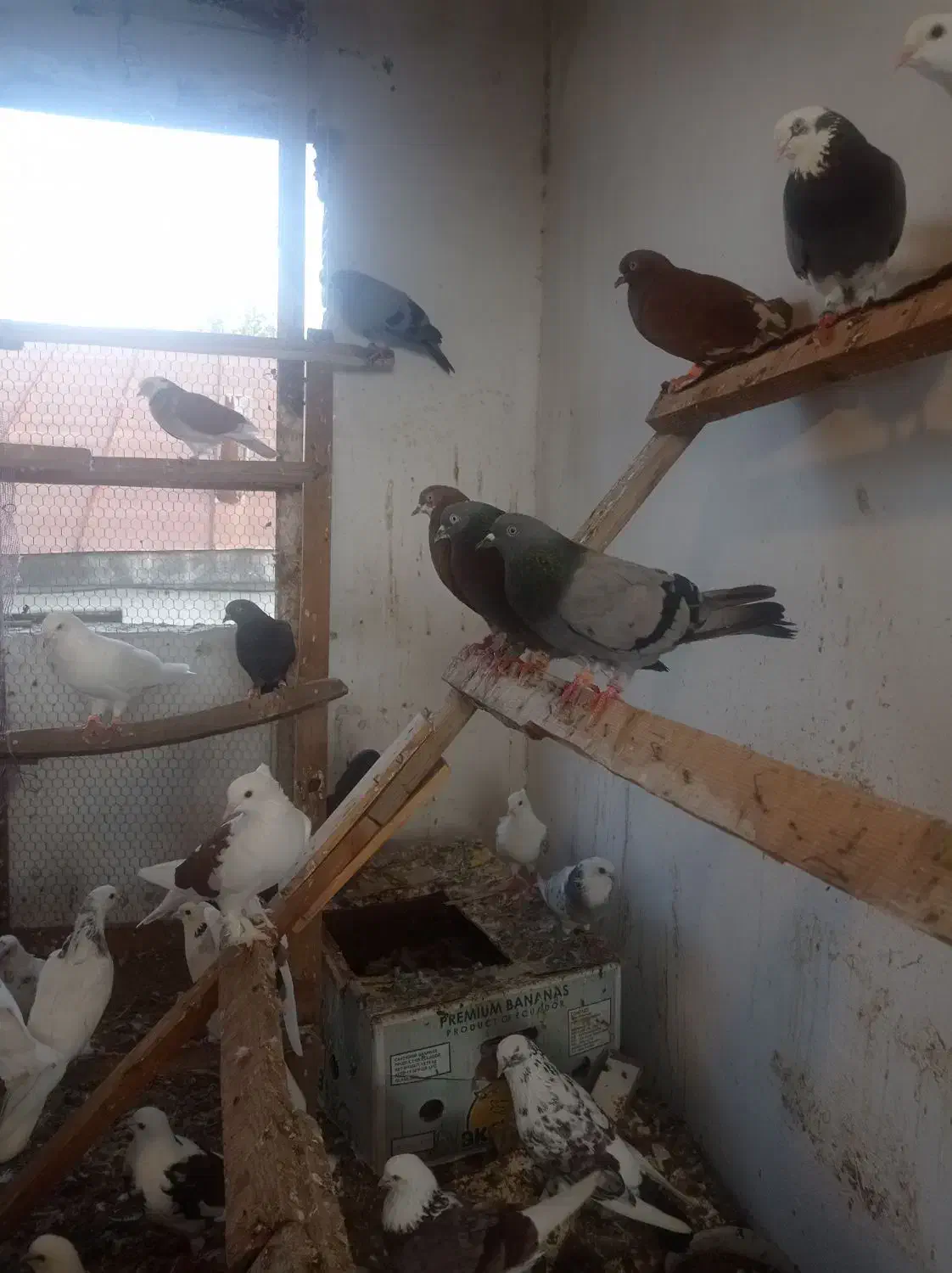 کبوتر پرشی و فوق العاده زیبا و خال قدیم|پرنده|ساری, |دیوار