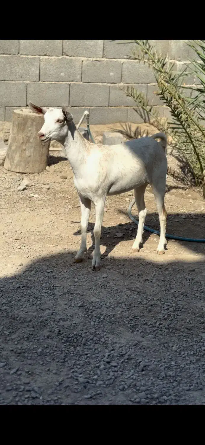 بز بوئر و عمانی|حیوانات مزرعه|کرج, گلشهر|دیوار