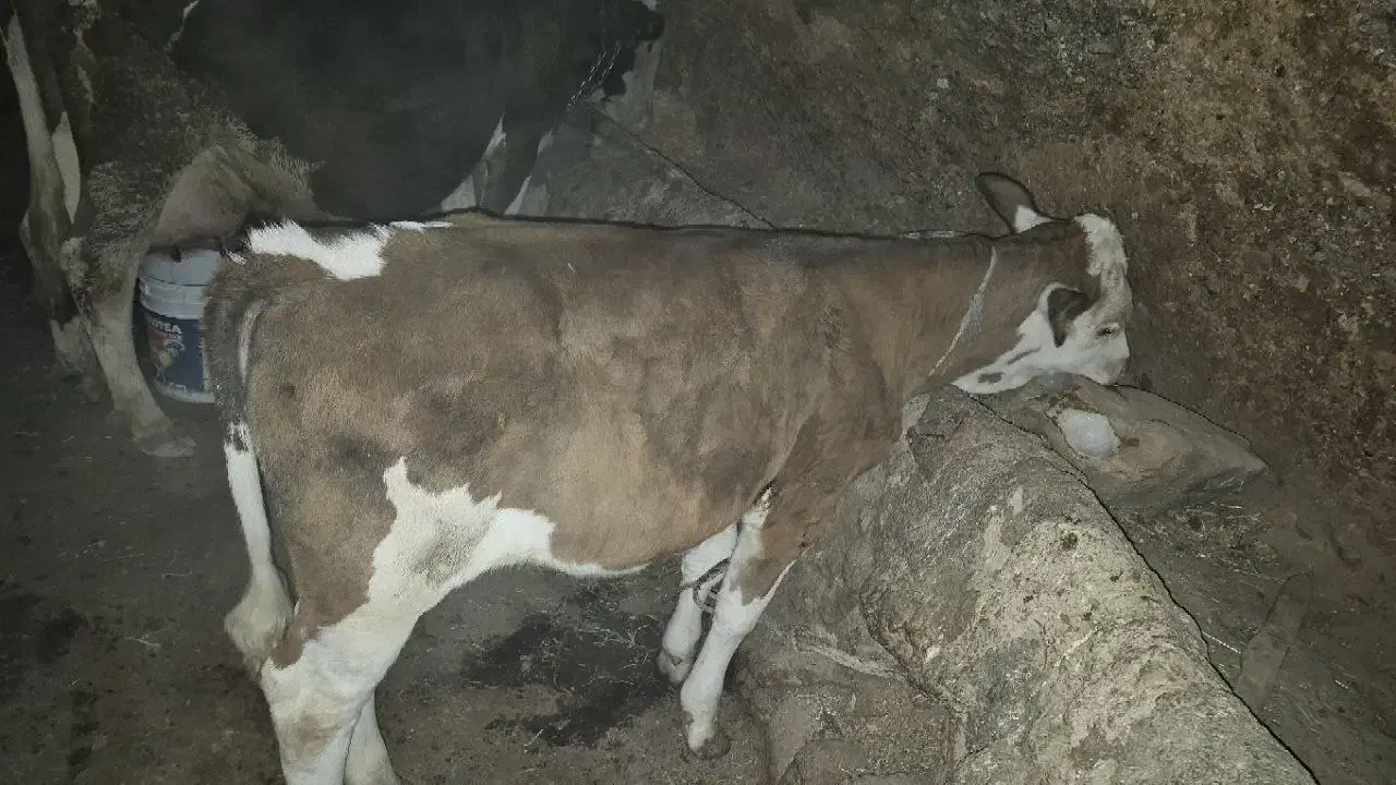 گاو سیمینتال اصل|حیوانات مزرعه|بیجار, |دیوار