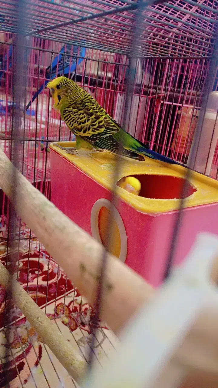 مرغ عشق هلندی|پرنده|اندیمشک, |دیوار