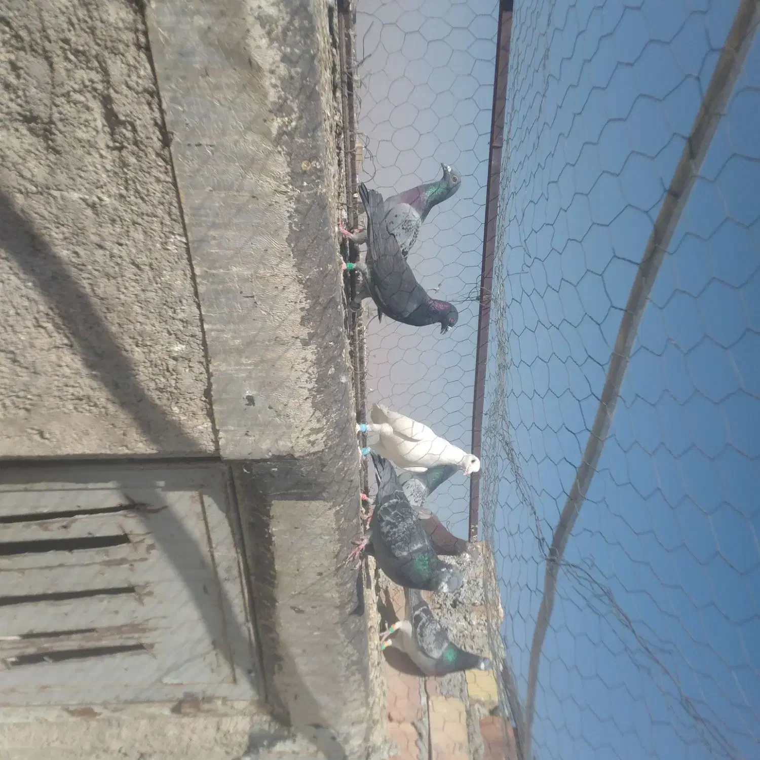 تعدادی پلاکی|پرنده|مرودشت, ابوذر جنوبی|دیوار